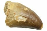 Fossil Mosasaur (Thalassotitan) Tooth #364056-1